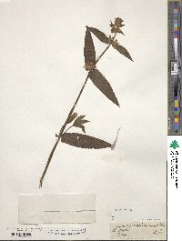 Stachys palustris image