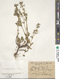 Stachys annua image