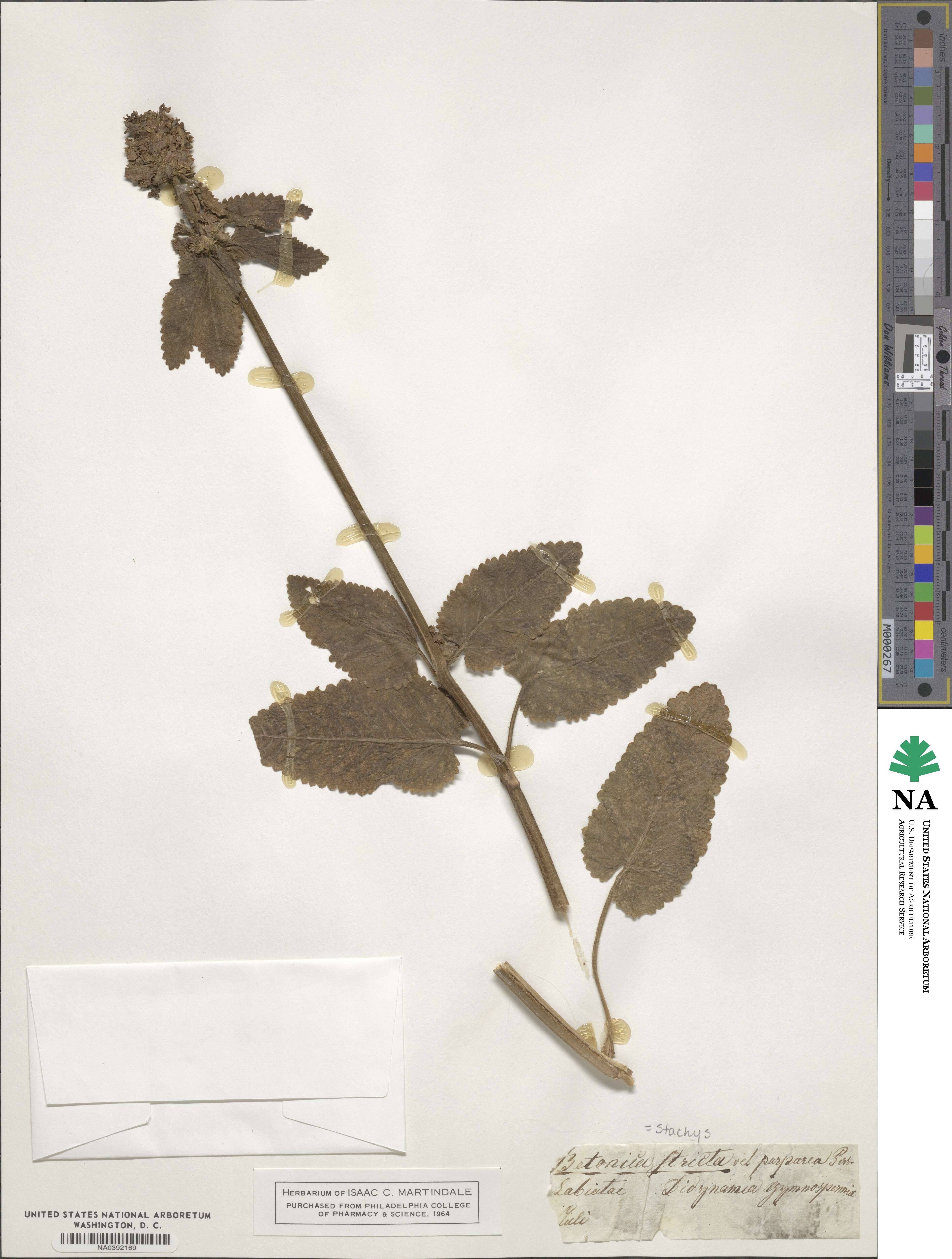 Stachys stricta image