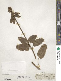 Stachys stricta image