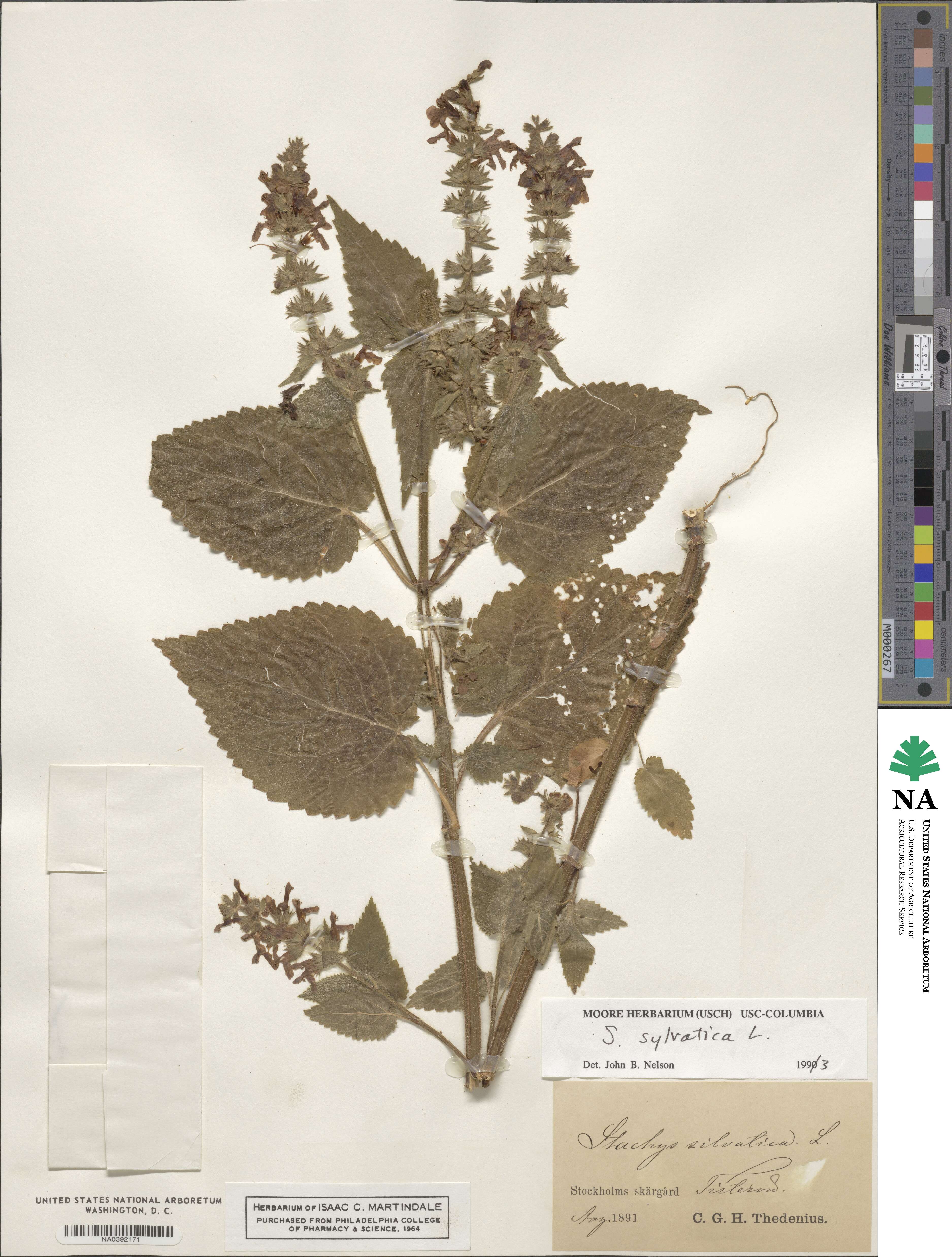 Stachys sylvatica image