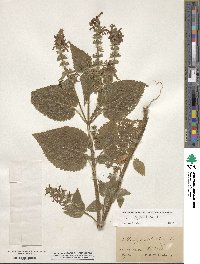 Stachys sylvatica image