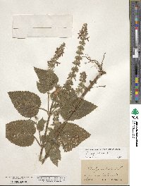 Stachys sylvatica image