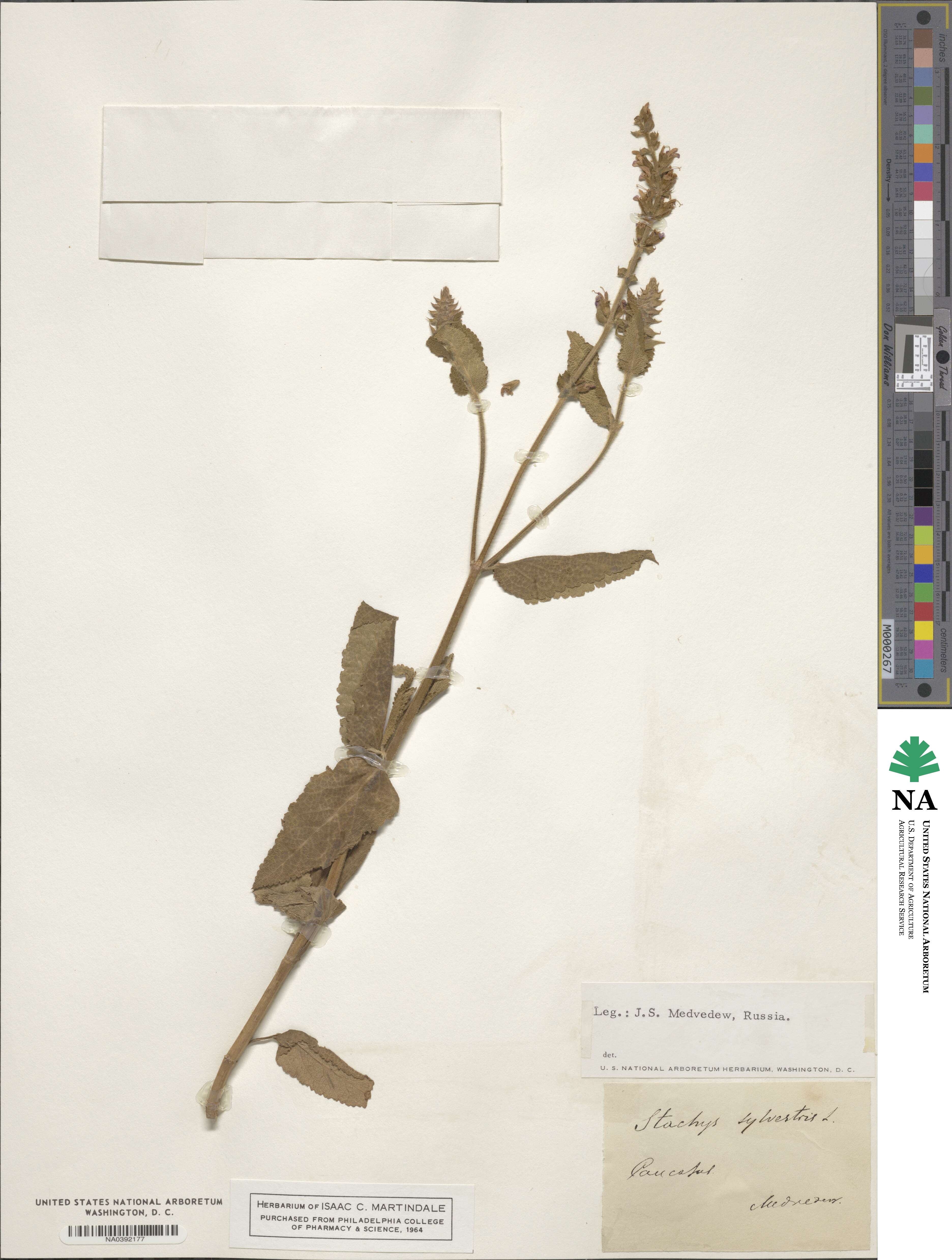 Stachys recta subsp. recta image