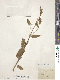 Stachys recta subsp. recta image