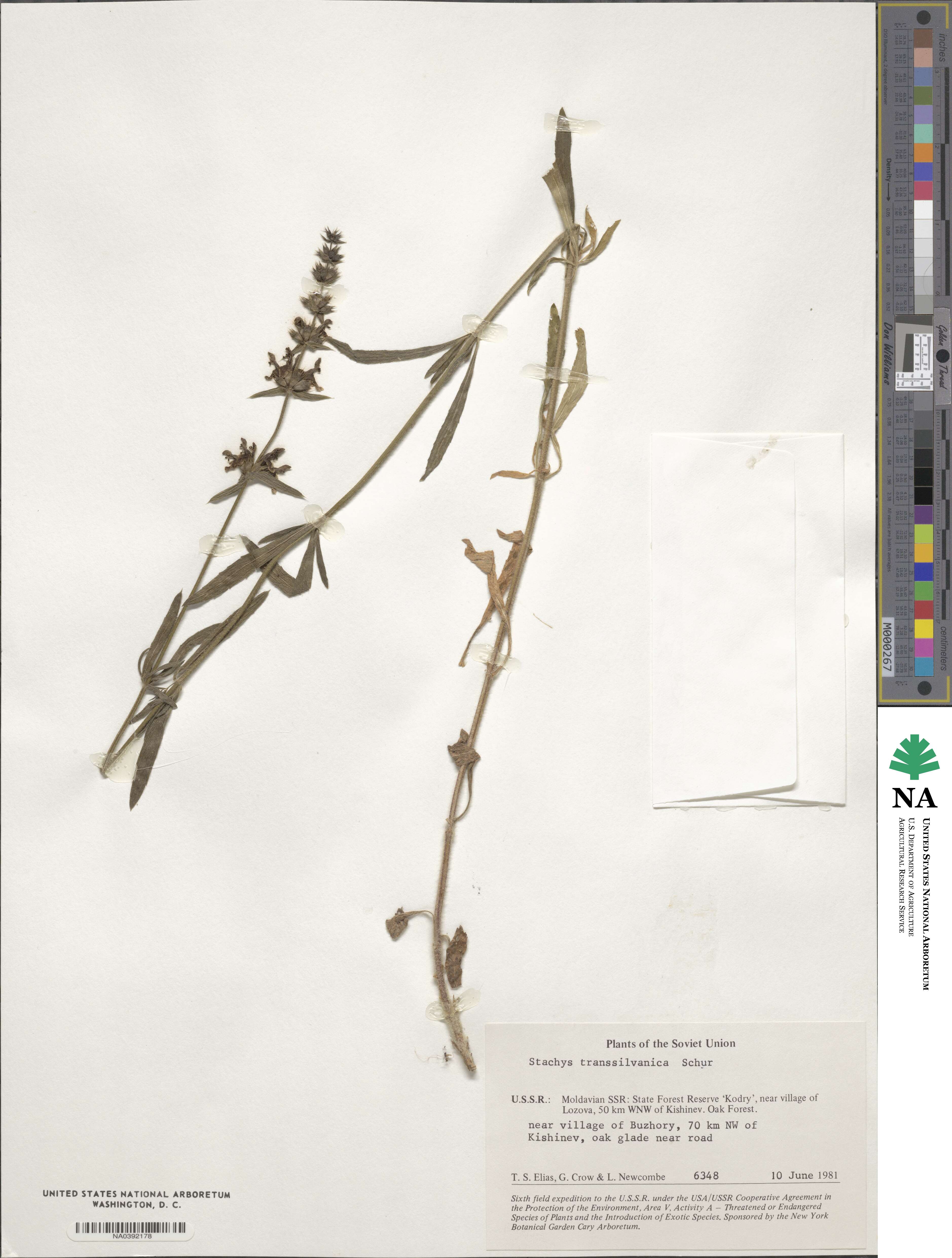 Stachys recta subsp. recta image