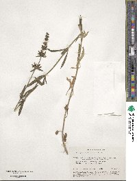 Stachys recta subsp. recta image