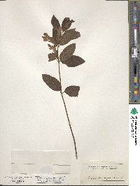 Melittis melissophyllum image