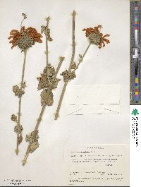 Leonotis nepetifolia image