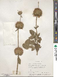 Leonotis nepetifolia image