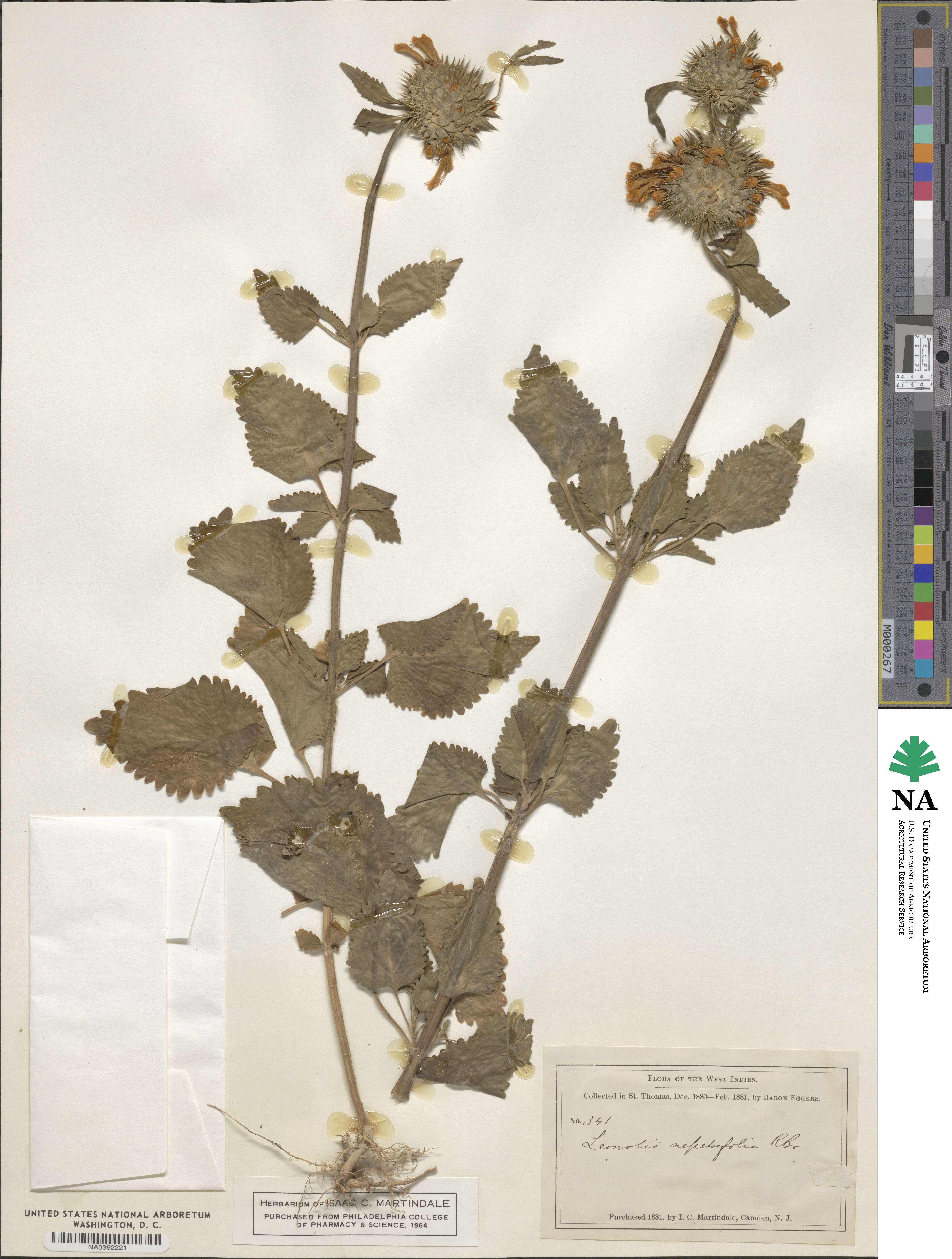 Leonotis image