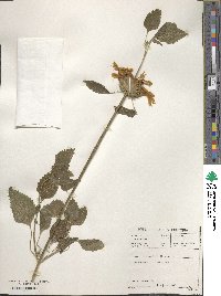 Leonotis ocymifolia image