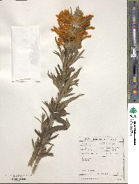 Image of Leonotis leonurus