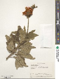 Leonotis ocymifolia image