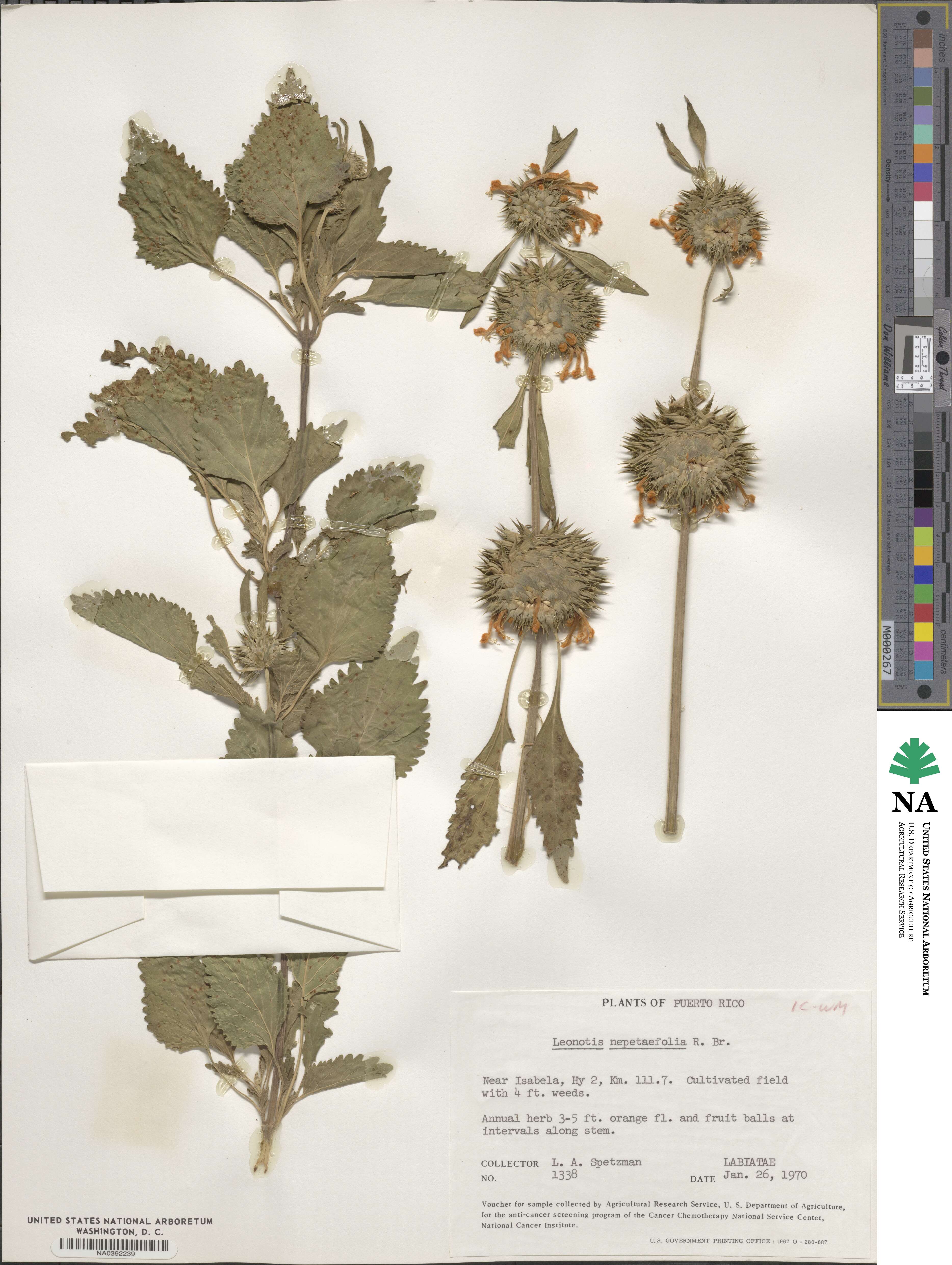 Leonotis nepetifolia image