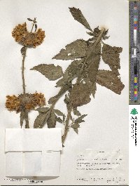 Leonotis ocymifolia image