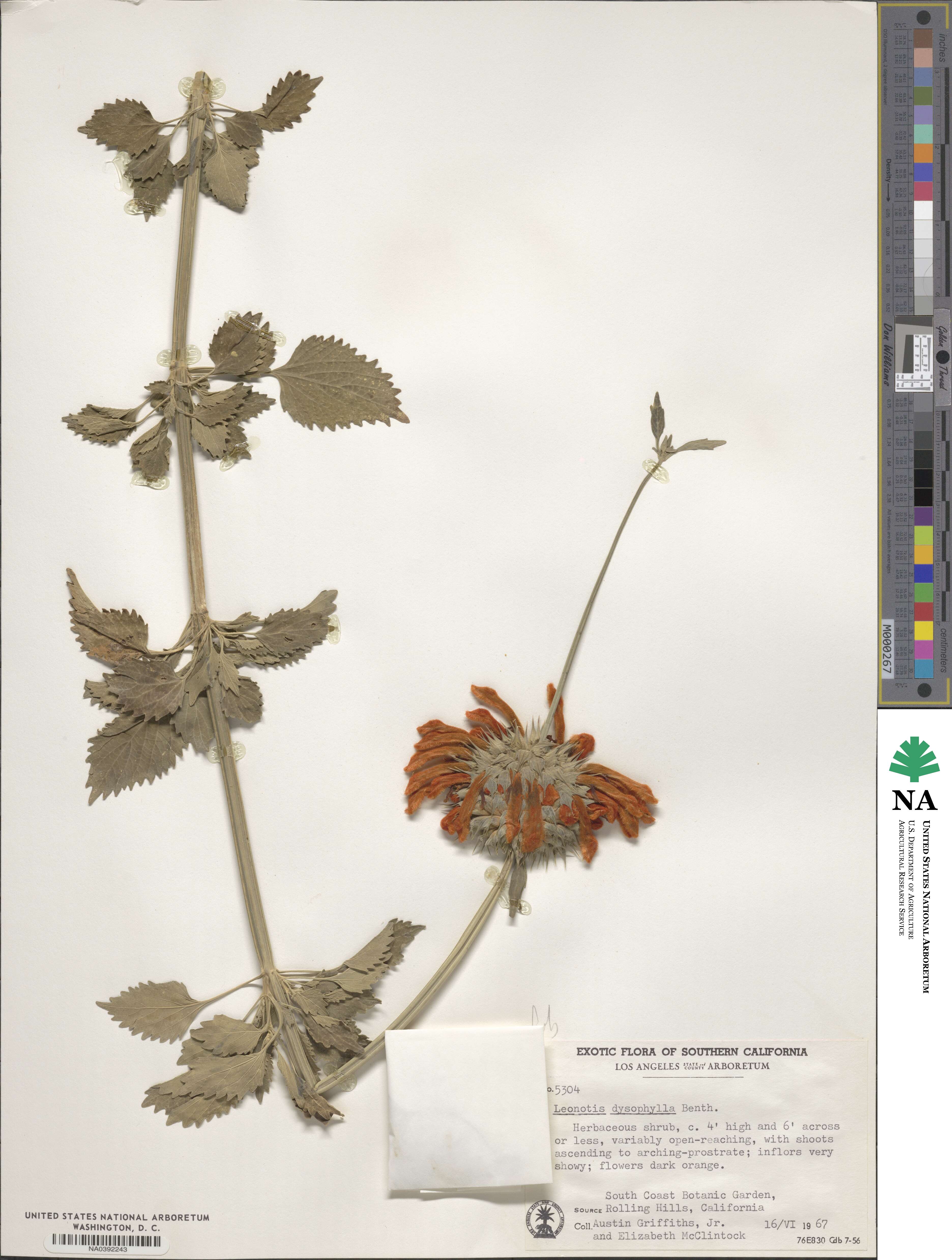 Leonotis ocymifolia image