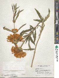 Leonotis leonurus image