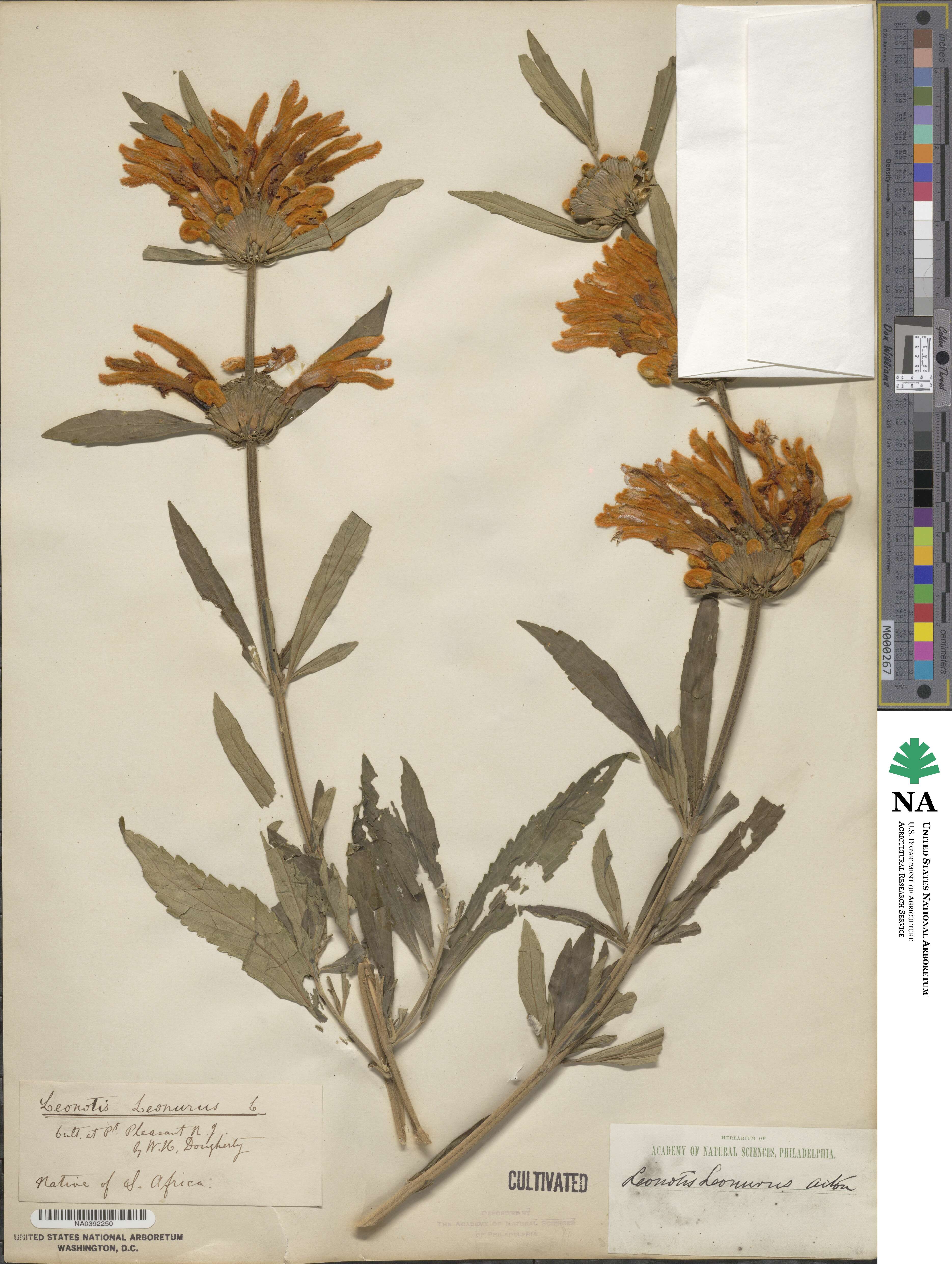 Leonotis leonurus image