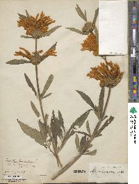 Leonotis leonurus image