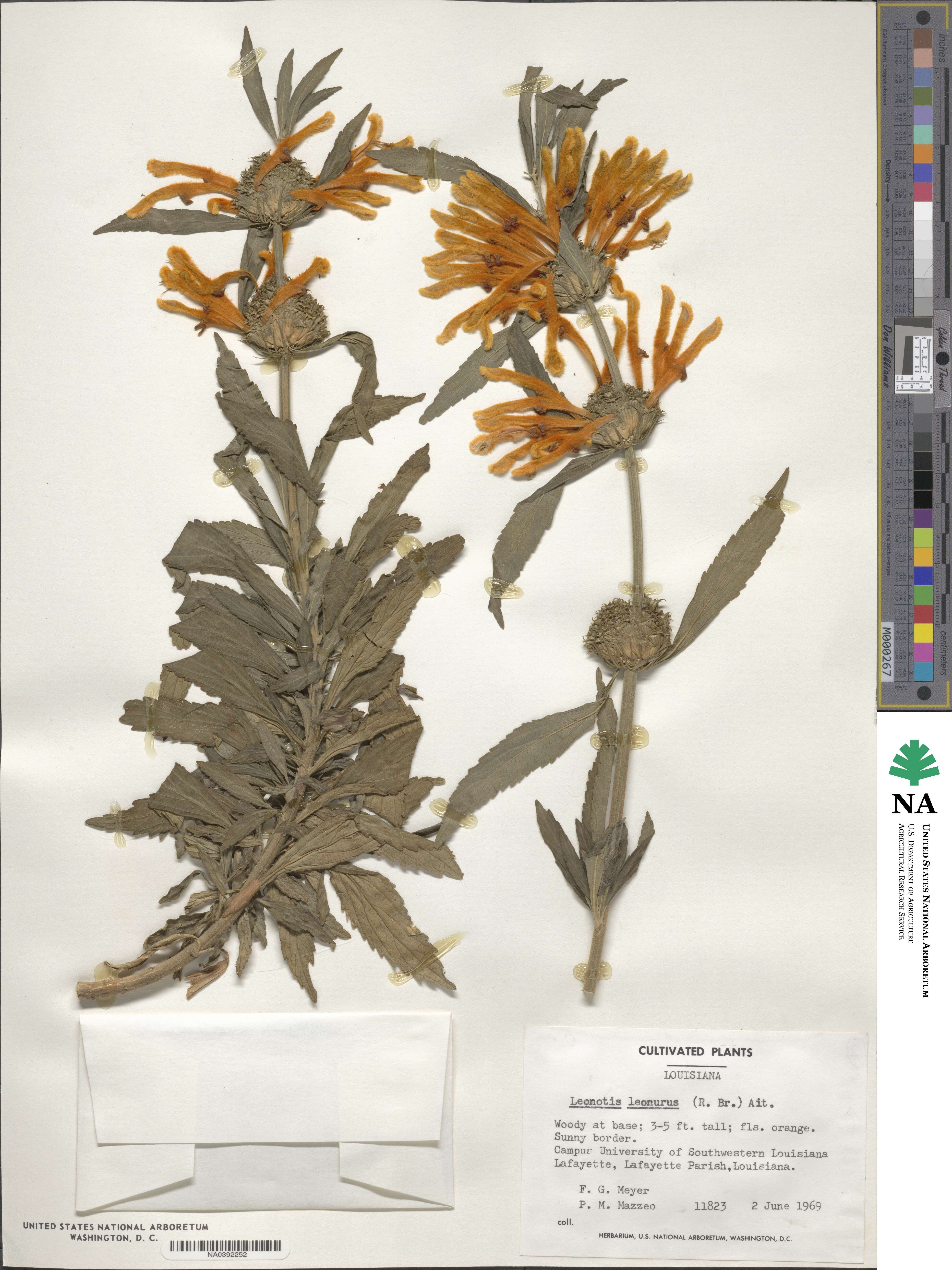 Leonotis leonurus image
