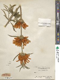 Leonotis leonurus image