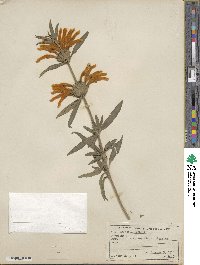 Leonotis leonurus image