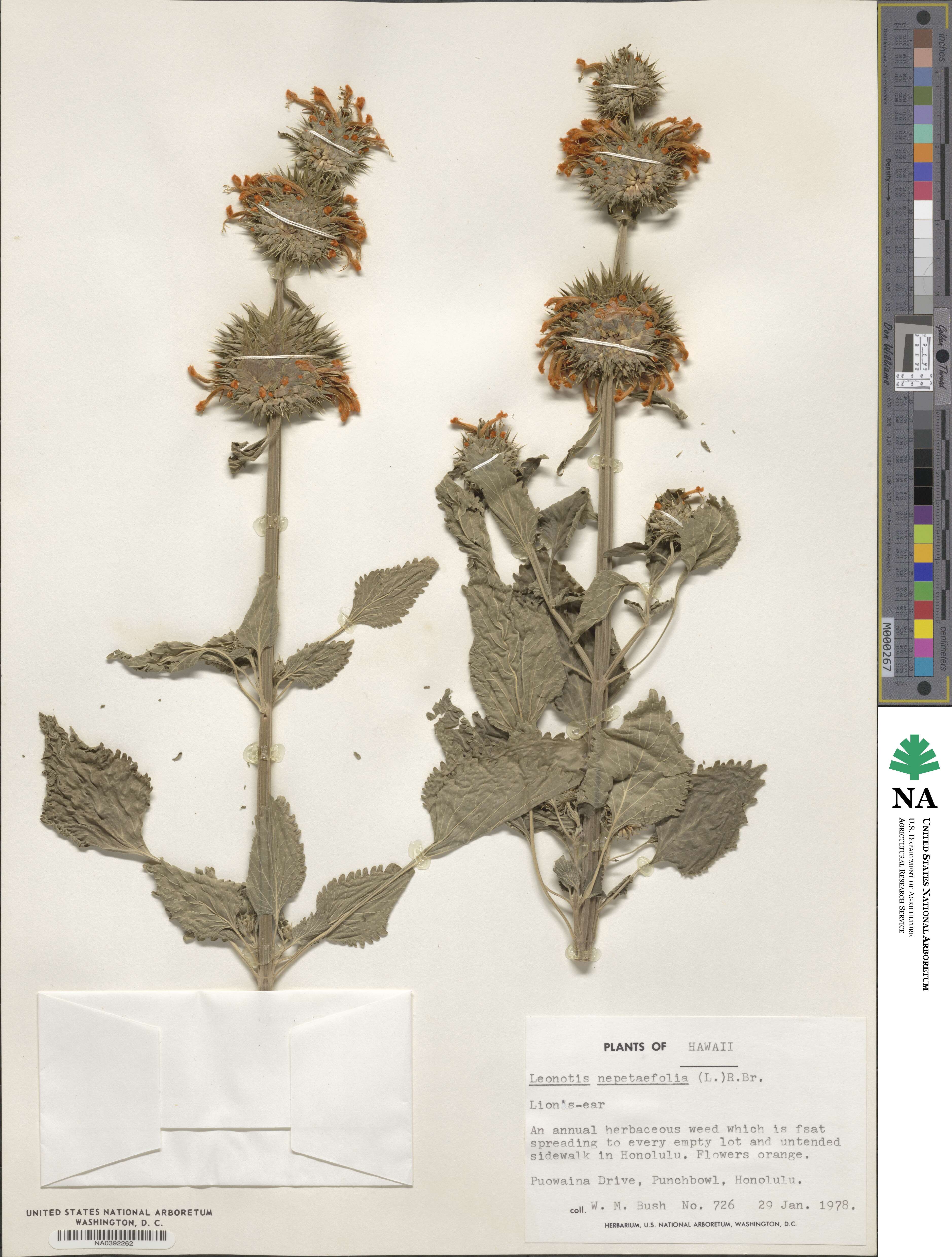 Leonotis nepetifolia image