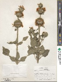 Leonotis nepetifolia image