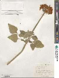 Leonotis nepetifolia image