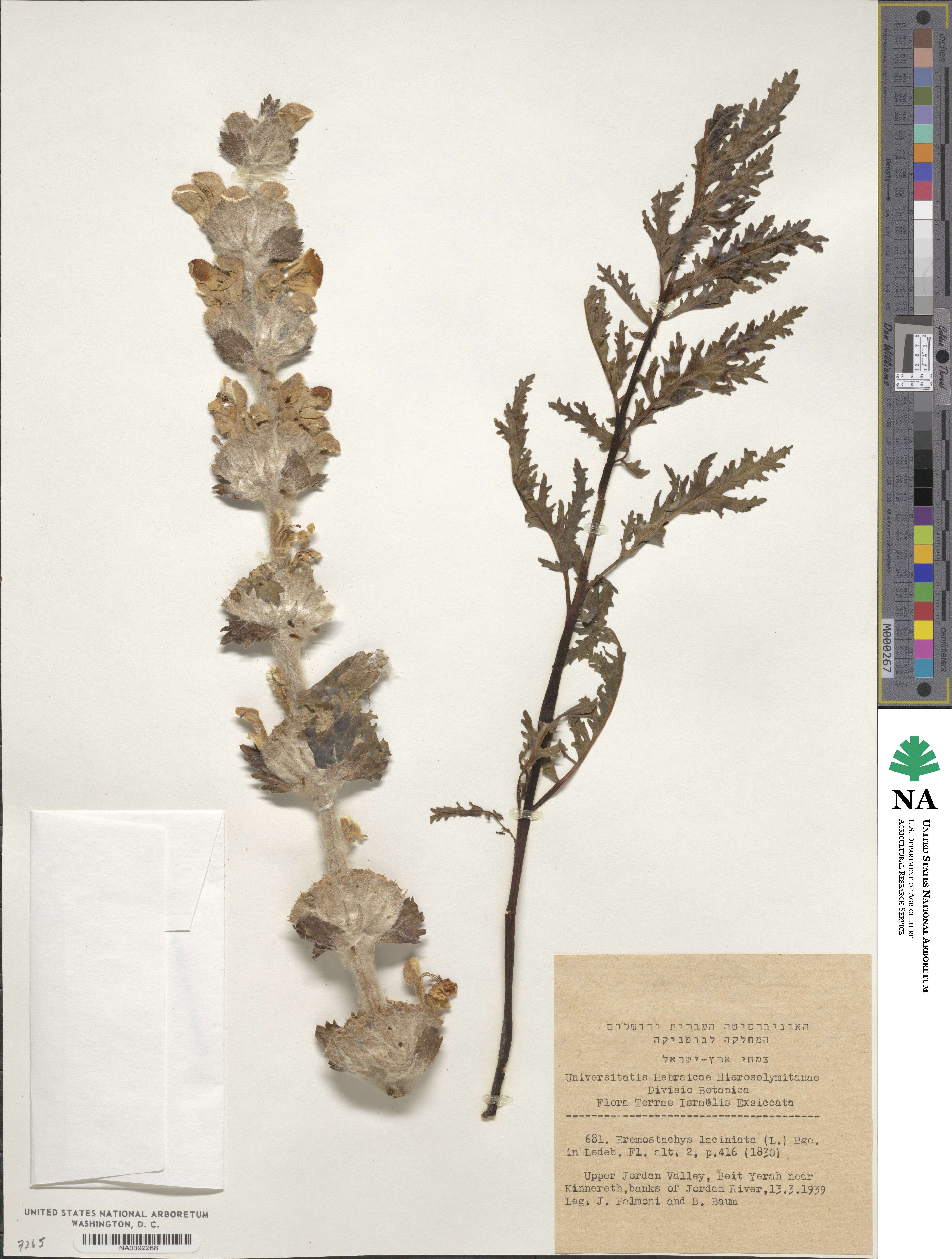Eremostachys laciniata image