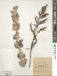 Eremostachys laciniata image