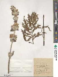 Eremostachys laciniata image