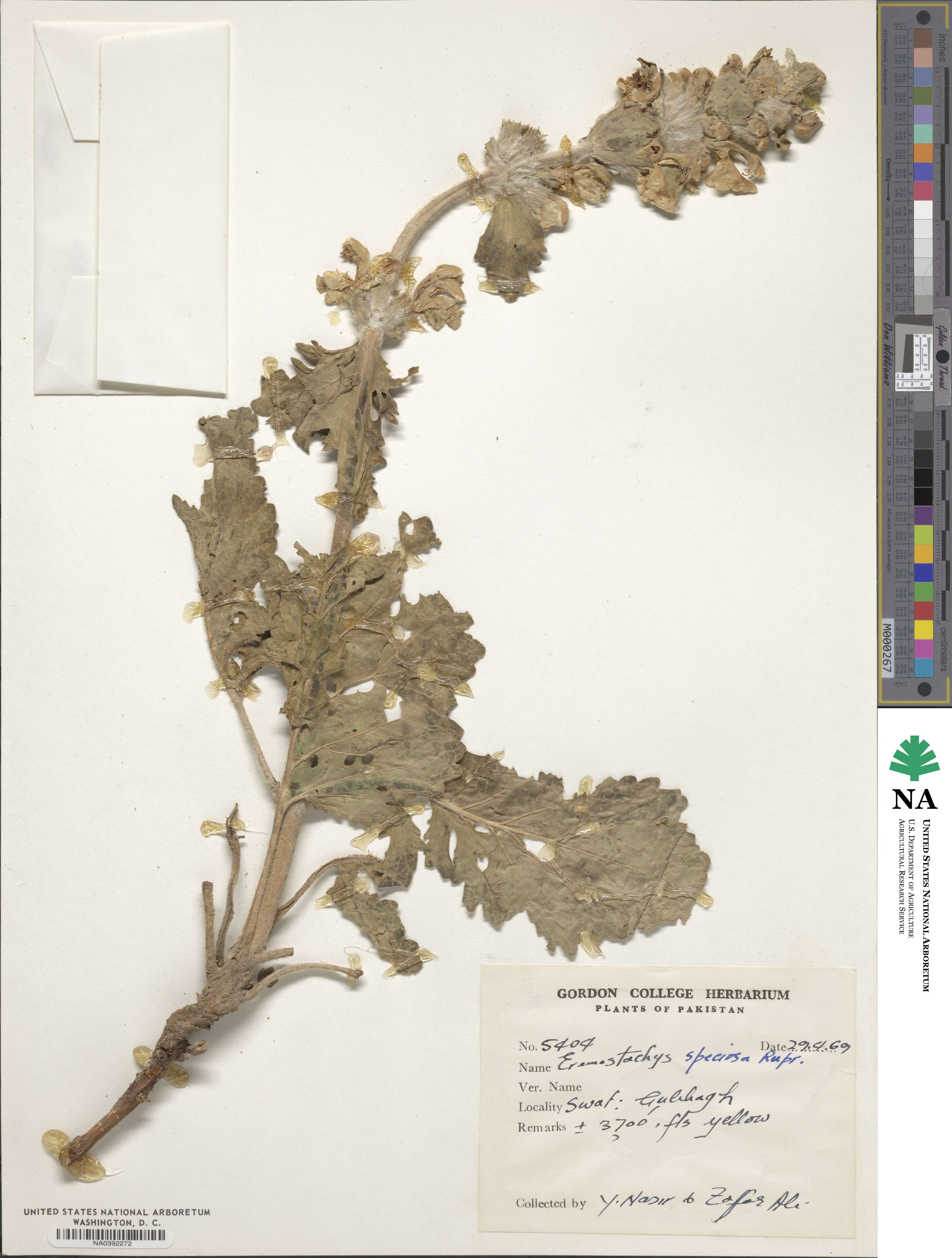 Phlomoides speciosa image