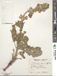 Phlomoides speciosa image