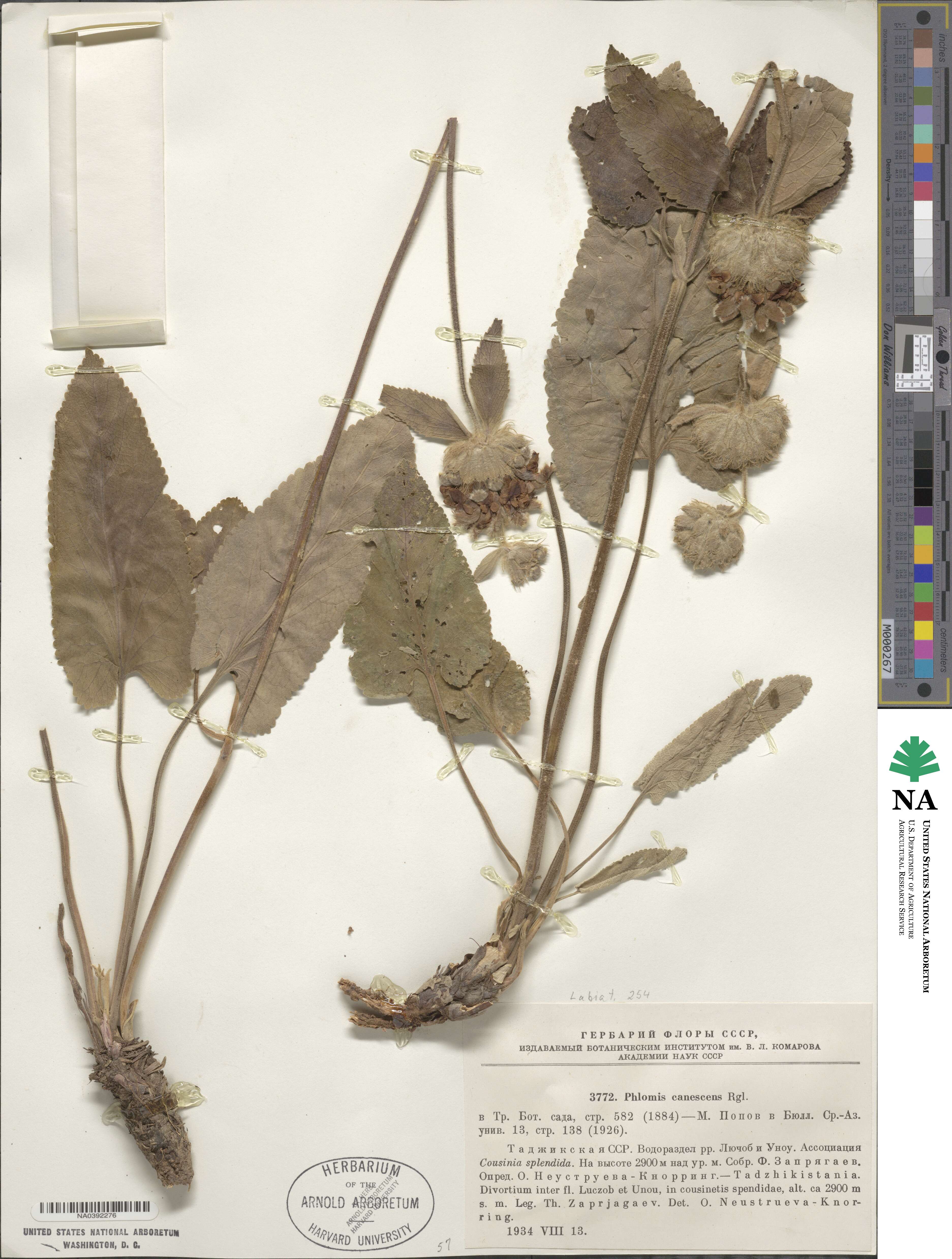 Phlomoides canescens image