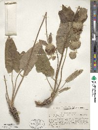 Phlomoides canescens image