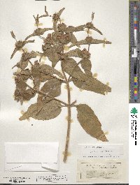 Phlomis herba-venti image