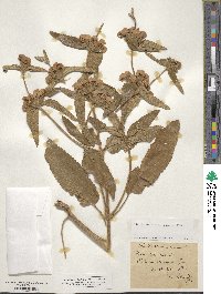 Phlomis herba-venti image