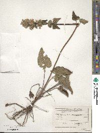 Image of Phlomoides hybrida