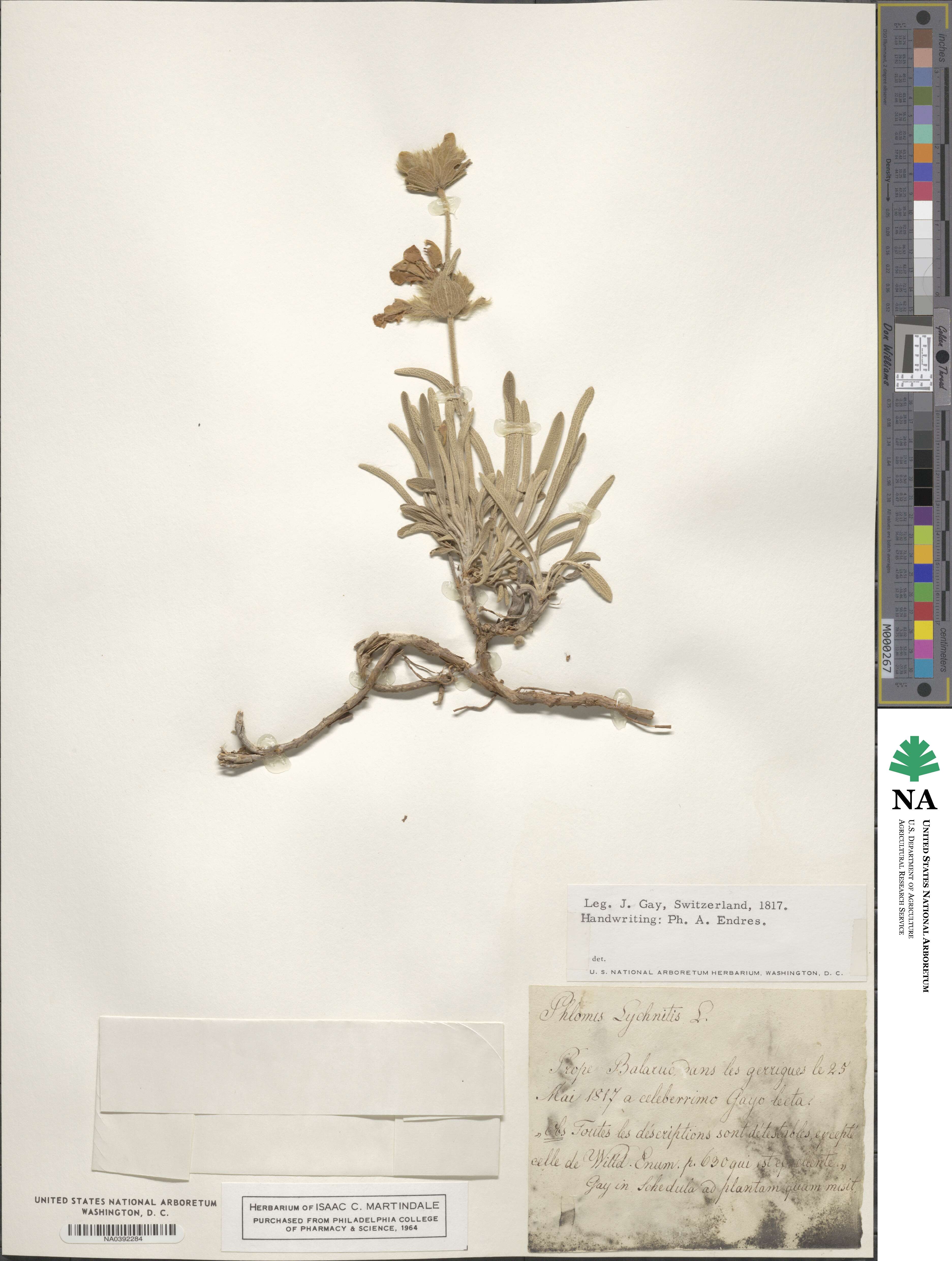 Phlomis lychnitis image