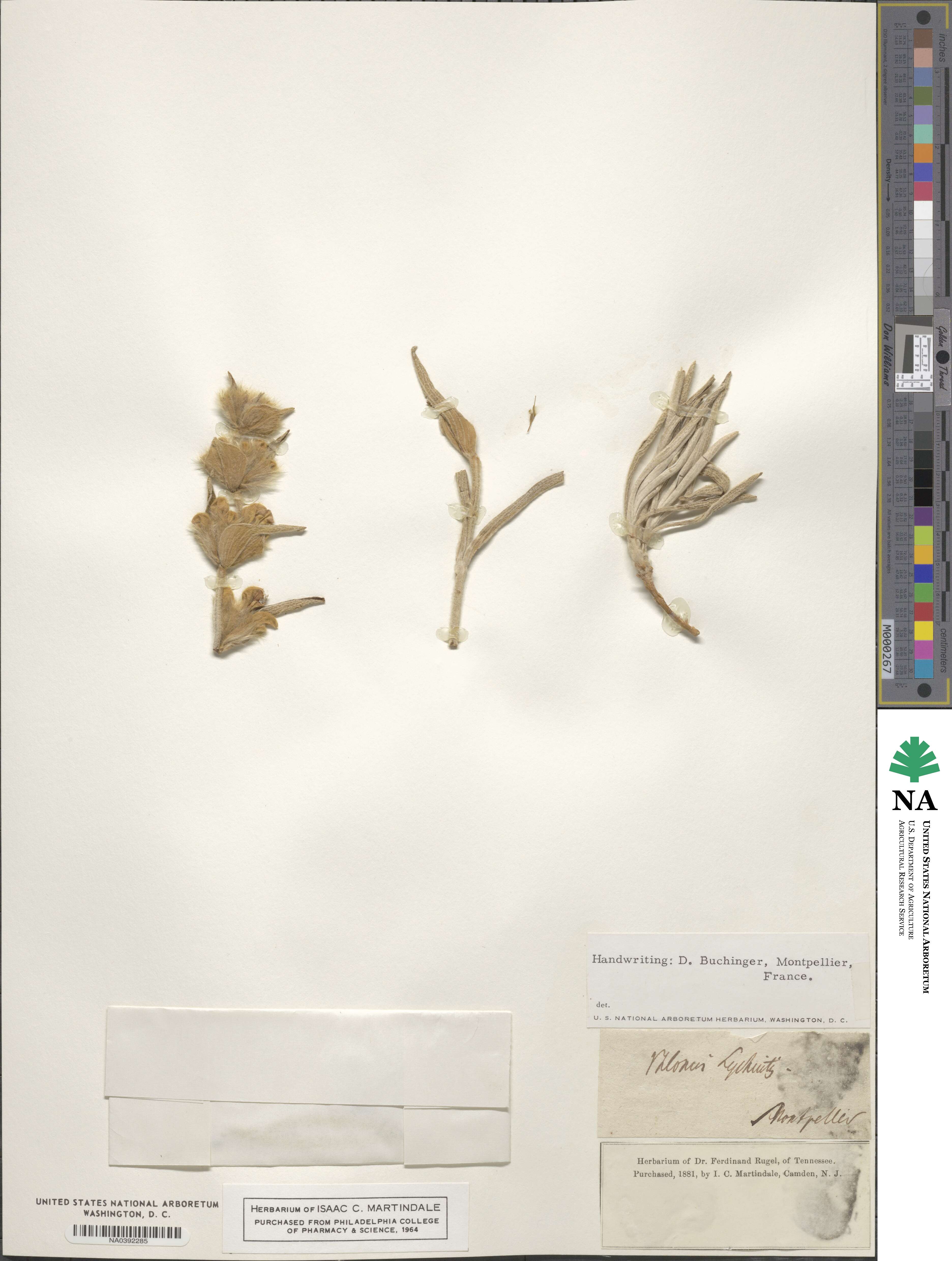 Phlomis lychnitis image