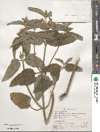 Phlomis herba-venti subsp. pungens image