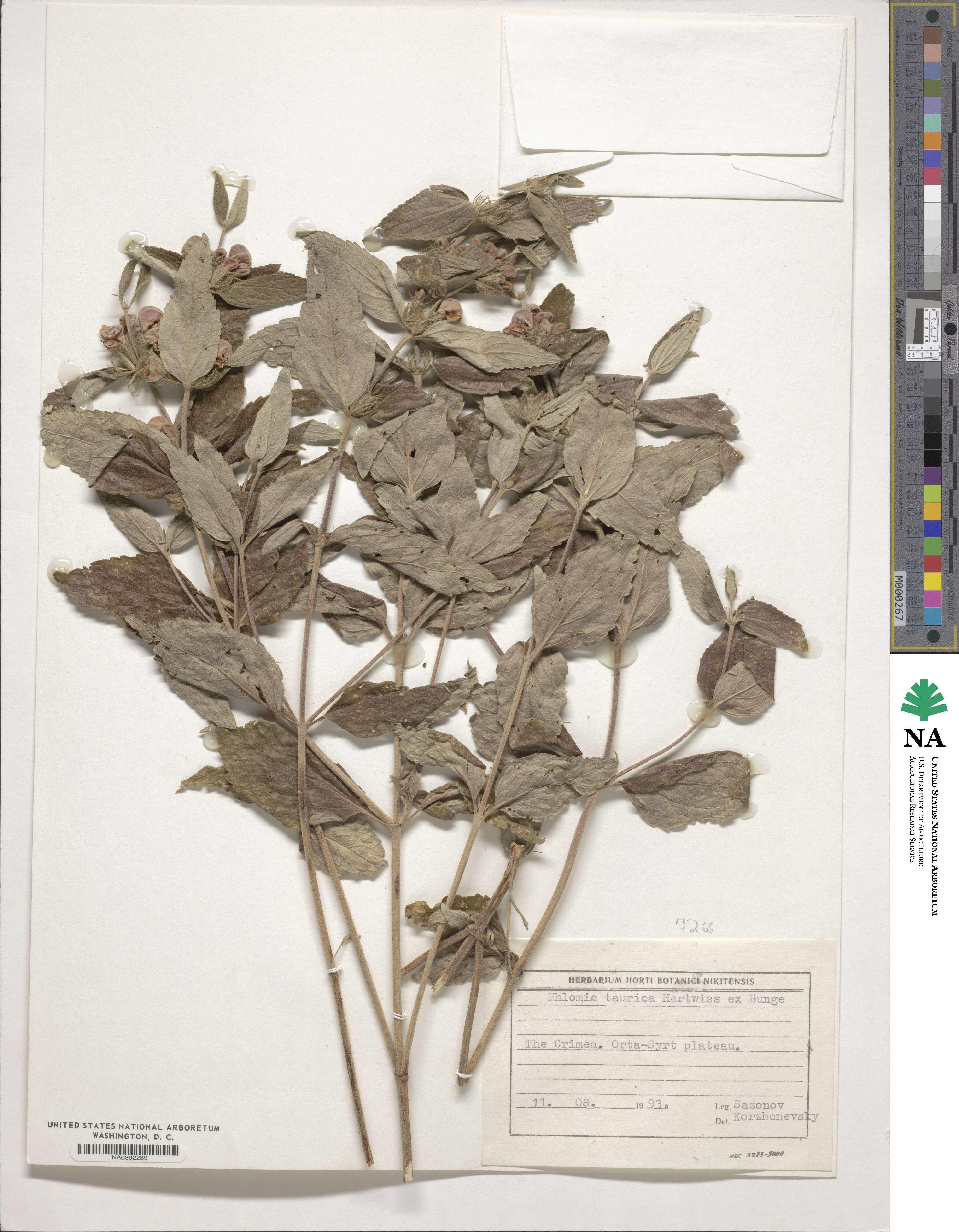 Phlomis herba-venti subsp. pungens image