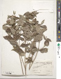 Phlomis herba-venti image