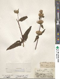 Phlomoides tuberosa image