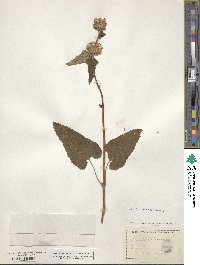 Phlomoides tuberosa image