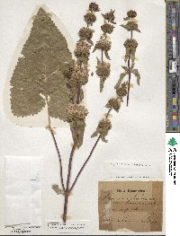 Phlomoides tuberosa image