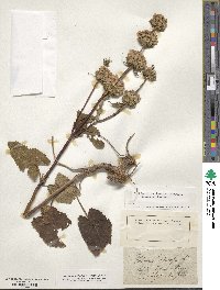 Phlomoides tuberosa image