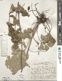 Phlomoides tuberosa image